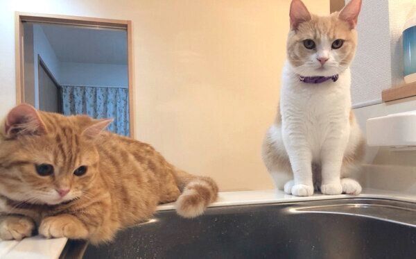 シンクを見つめるぷてぃこちゃんとちょみーちゃん