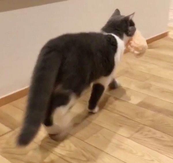 クイックルワイパーを盗む猫