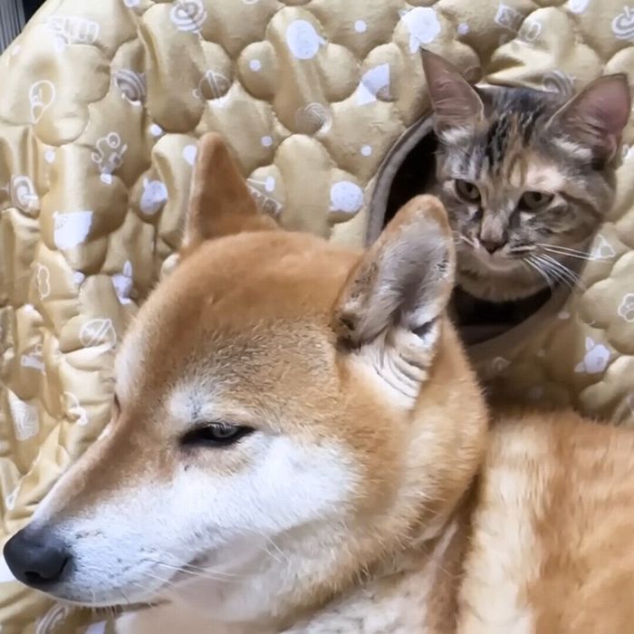 にょきっと出てくるリナちゃんとリコちゃん