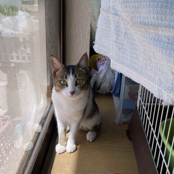 夏鈴  日本ネコ　つかまりたくない