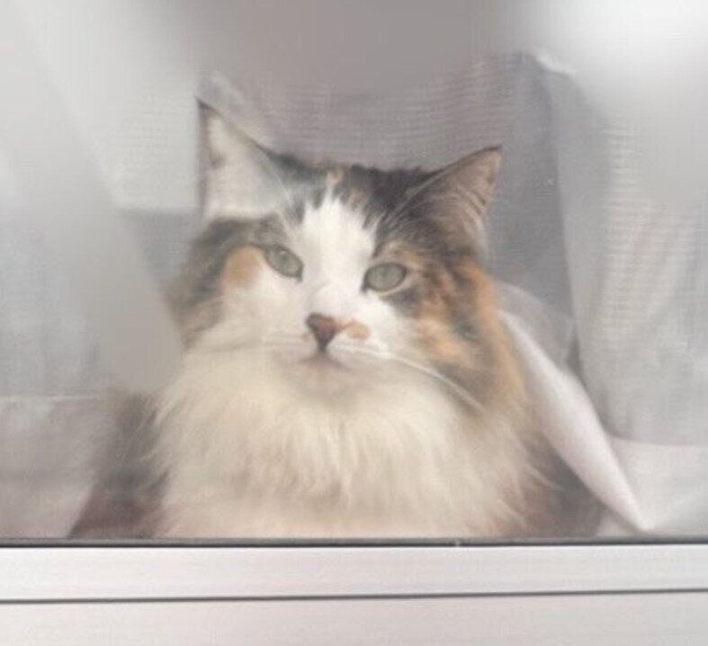 外を見るノルウェージャンフォレストキャット