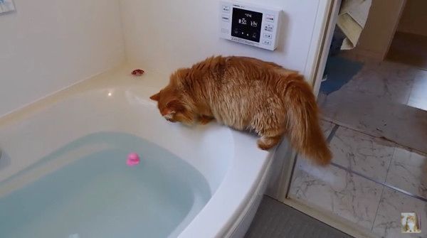 アヒルが欲しいニャンコ