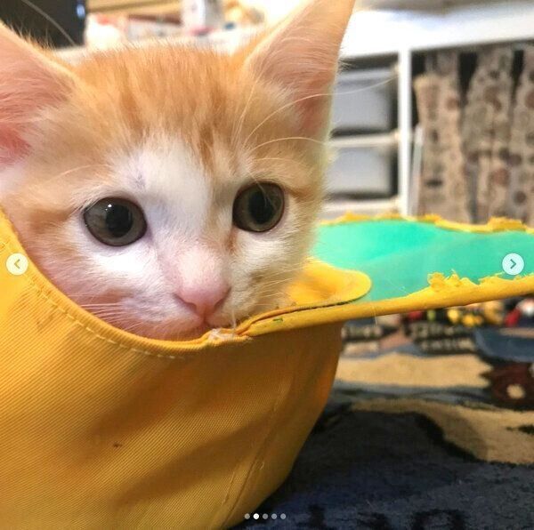 帽子の中に入るSUNちゃん