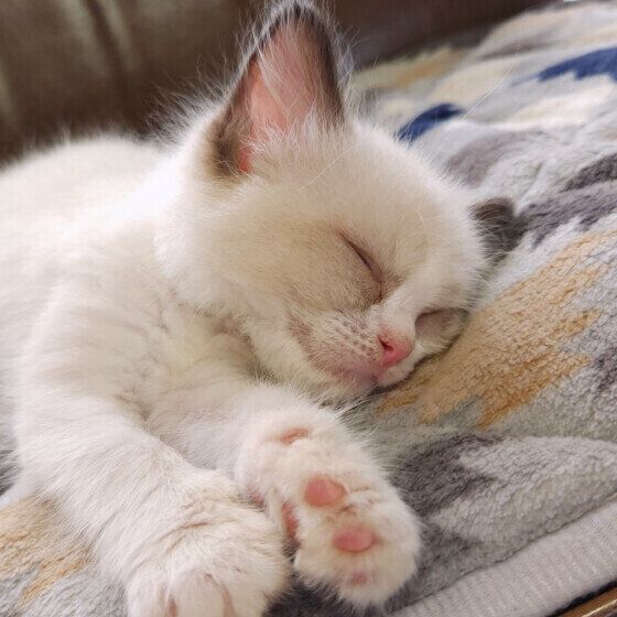 ラグドールのちぇるちゃん