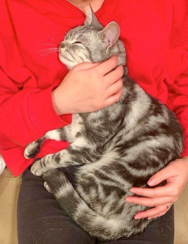 飼い主さんに抱っこされるあんこくん