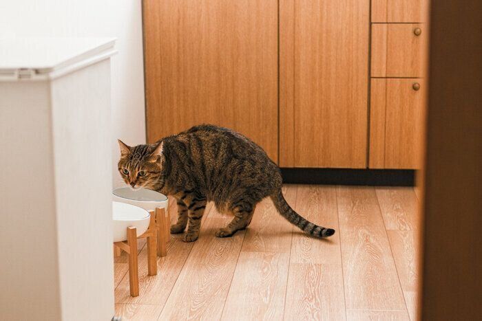 ゴハンを食べる猫