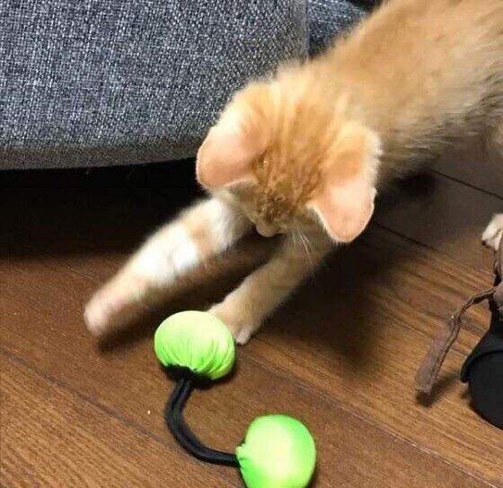 茶トラMIXの神倭ちゃんとヘアゴム