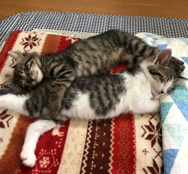 仲良く眠るなぎくんとよもぎちゃん