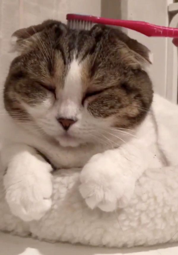 歯ブラシでマッサージされるスコティッシュフォールド