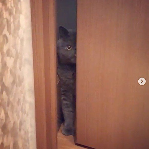 トイレまでママに着いて行っちゃうエキゾチックショートヘアー