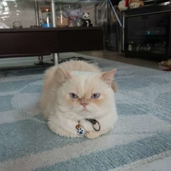 さねすけ君の香箱座り