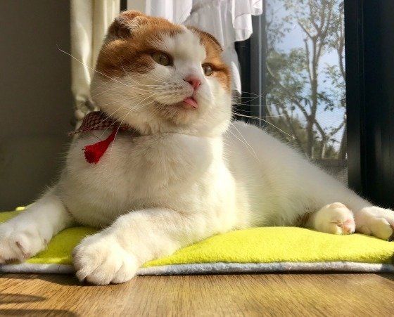 ご機嫌なスコティッシュフォールド