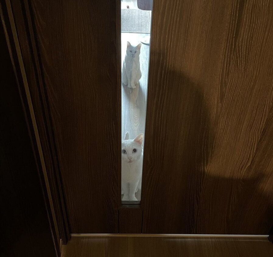 ドア越しに見つめる碧ちゃんと琥珀ちゃん