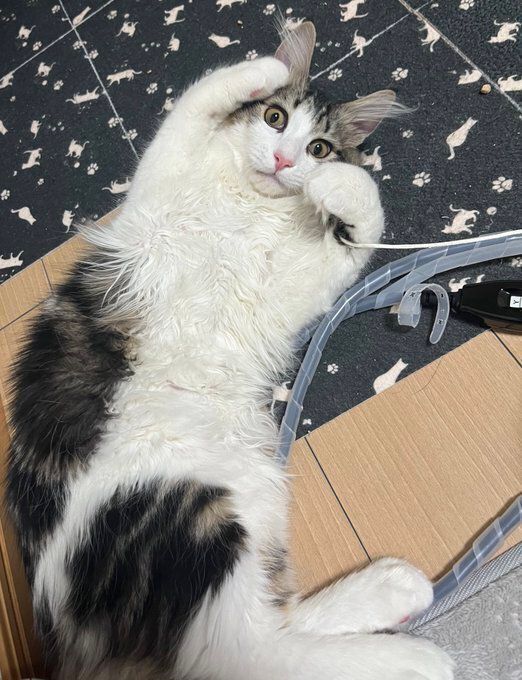 仰向けに寝転ぶサイベリアン