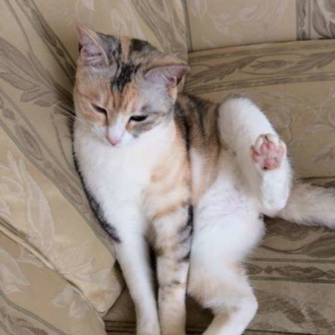 ミケ サビ猫はほとんどがメス ミックス柄の猫がもつ特徴とは ねこのきもちweb Magazine ミケ サビ猫はほとんどがメス ミックス柄の猫がもつ特徴とは ねこのきもちweb Magazine