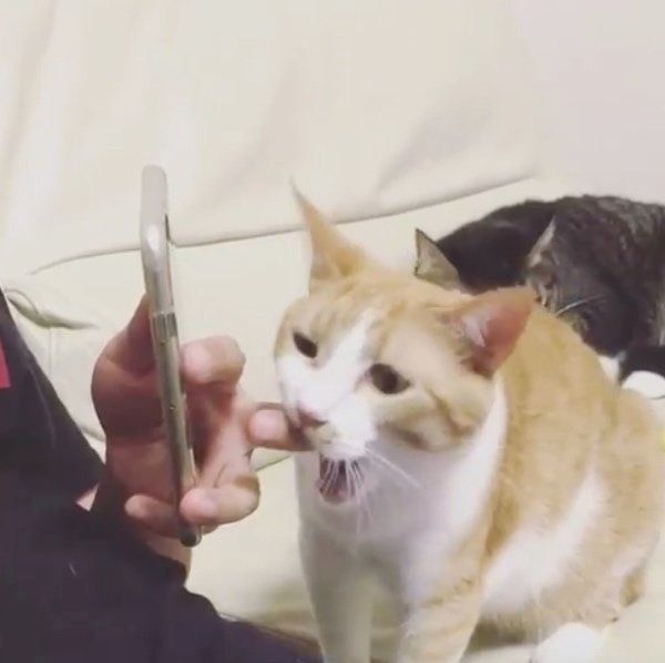 飼い主さんの指にかぶりつく猫