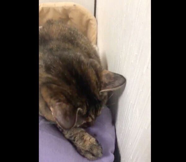 クモを捕まえたきなこちゃん