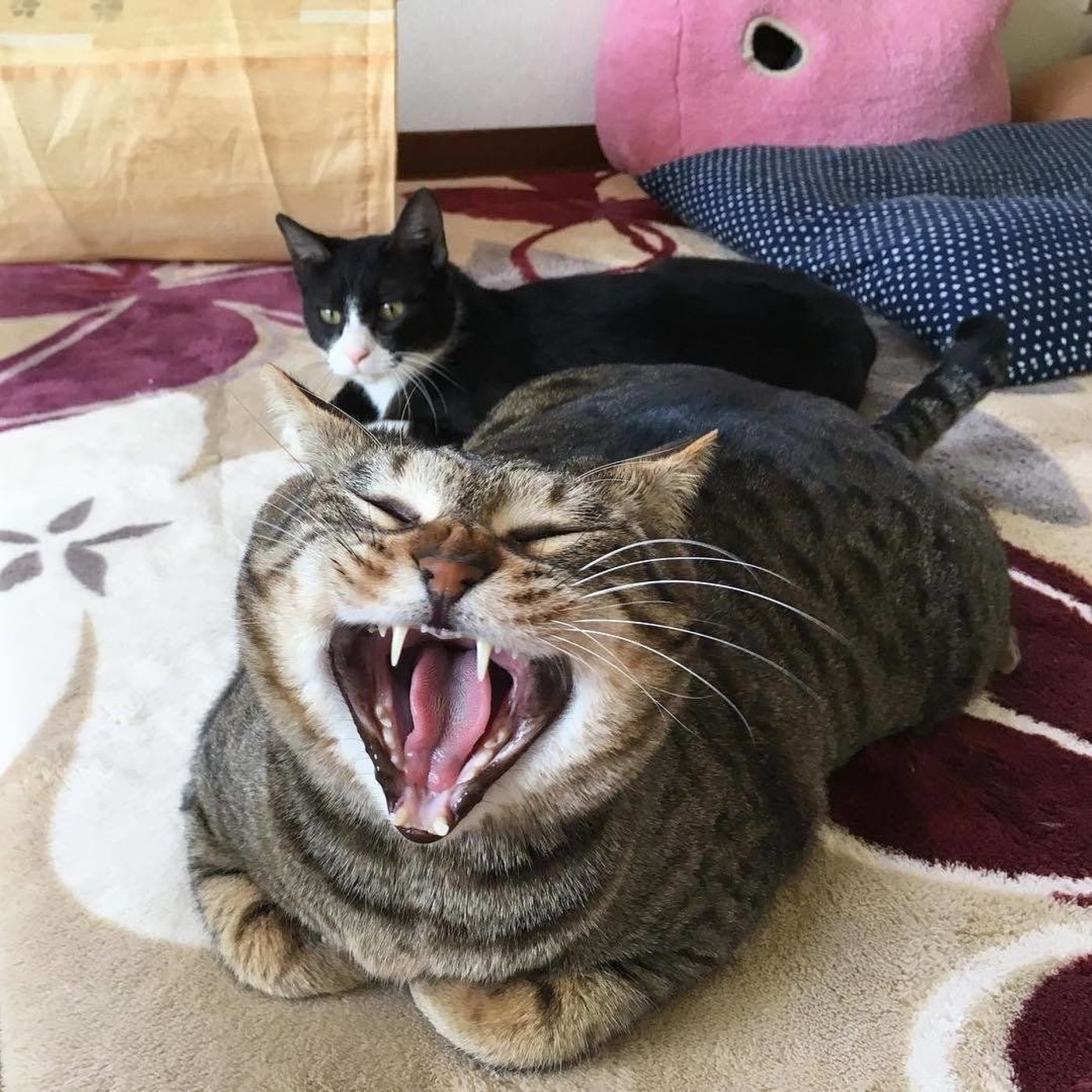 動画つき 人に眠気をうつす猫のあくび3連発 眠いだけじゃない猫のあくびの不思議 ねこのきもちweb Magazine 動画つき 人に眠気をうつす猫のあくび3連発 眠いだけじゃない猫のあくびの不思議 ねこのきもちweb Magazine