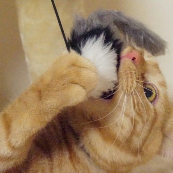 ネズミの玩具をがぶり