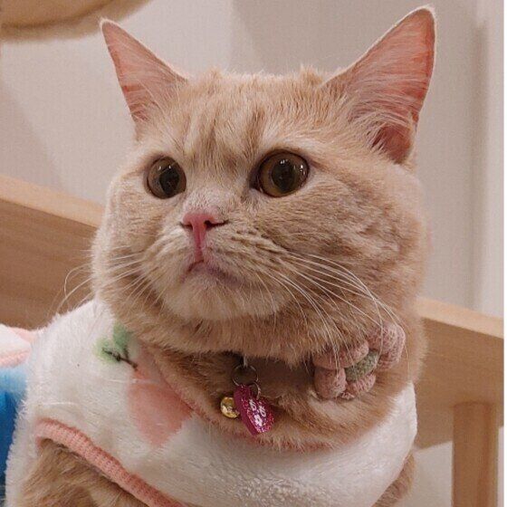 マンチカンのももちゃん