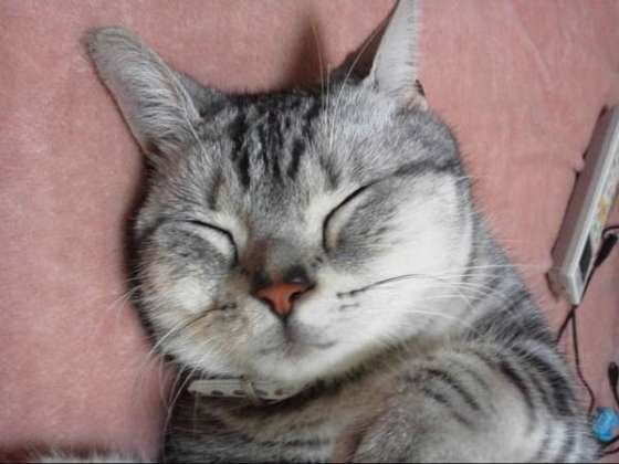 熟睡するキジトラ