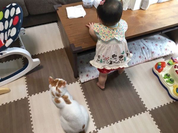 娘さんを見守るむぎちゃん