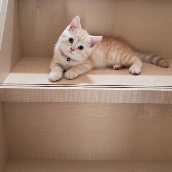 マンチカン・レオくん・おすまし顔