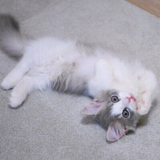 マンチカンのみゅうくん