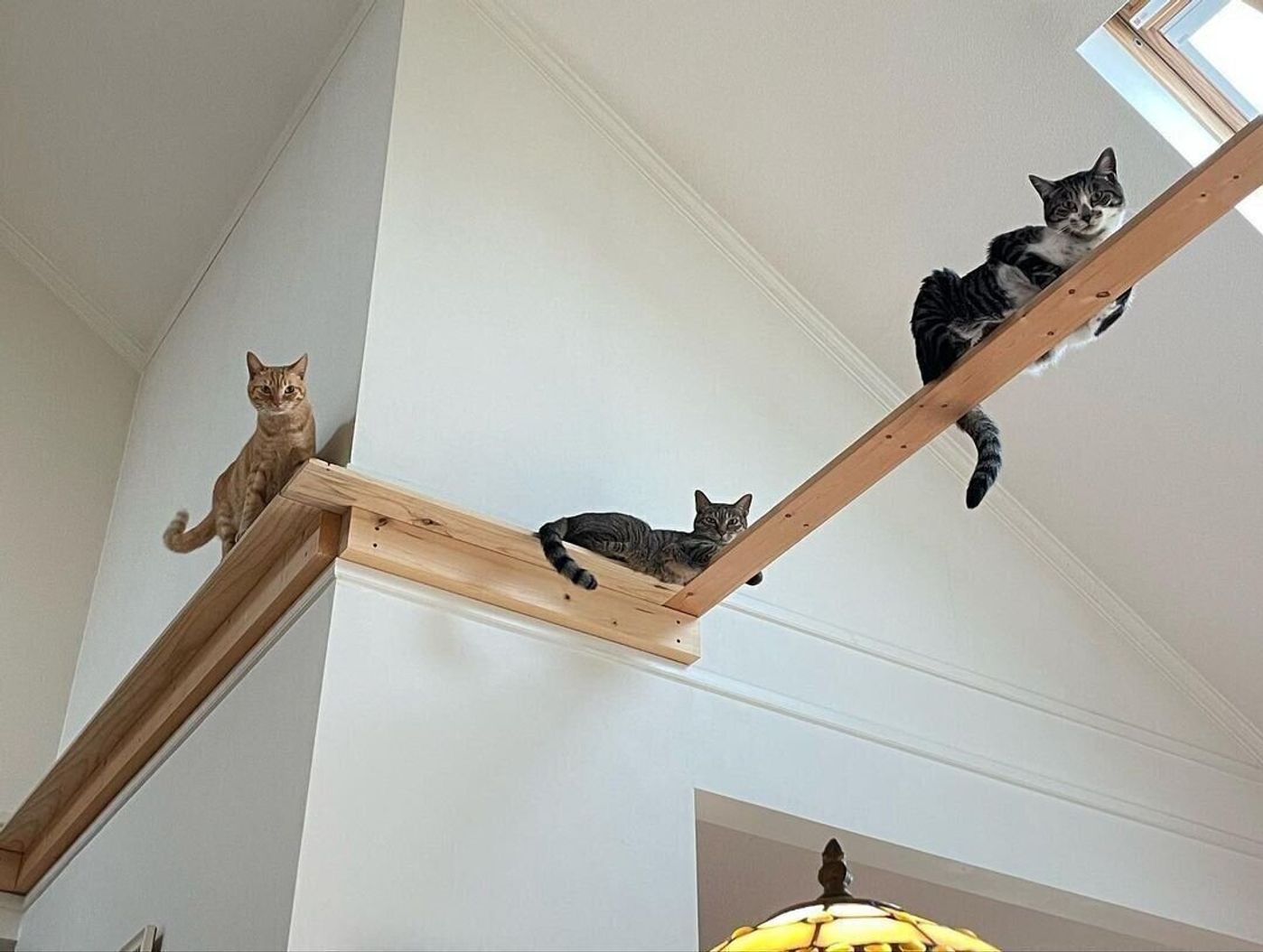 Instagramで見つけたおしゃれな猫との暮らしにある キャットウォーク Diyアイデア ねこのきもちweb Magazine Instagramで見つけたおしゃれな猫との暮らしにある キャットウォーク Diyアイデア ねこのきもちweb Magazine