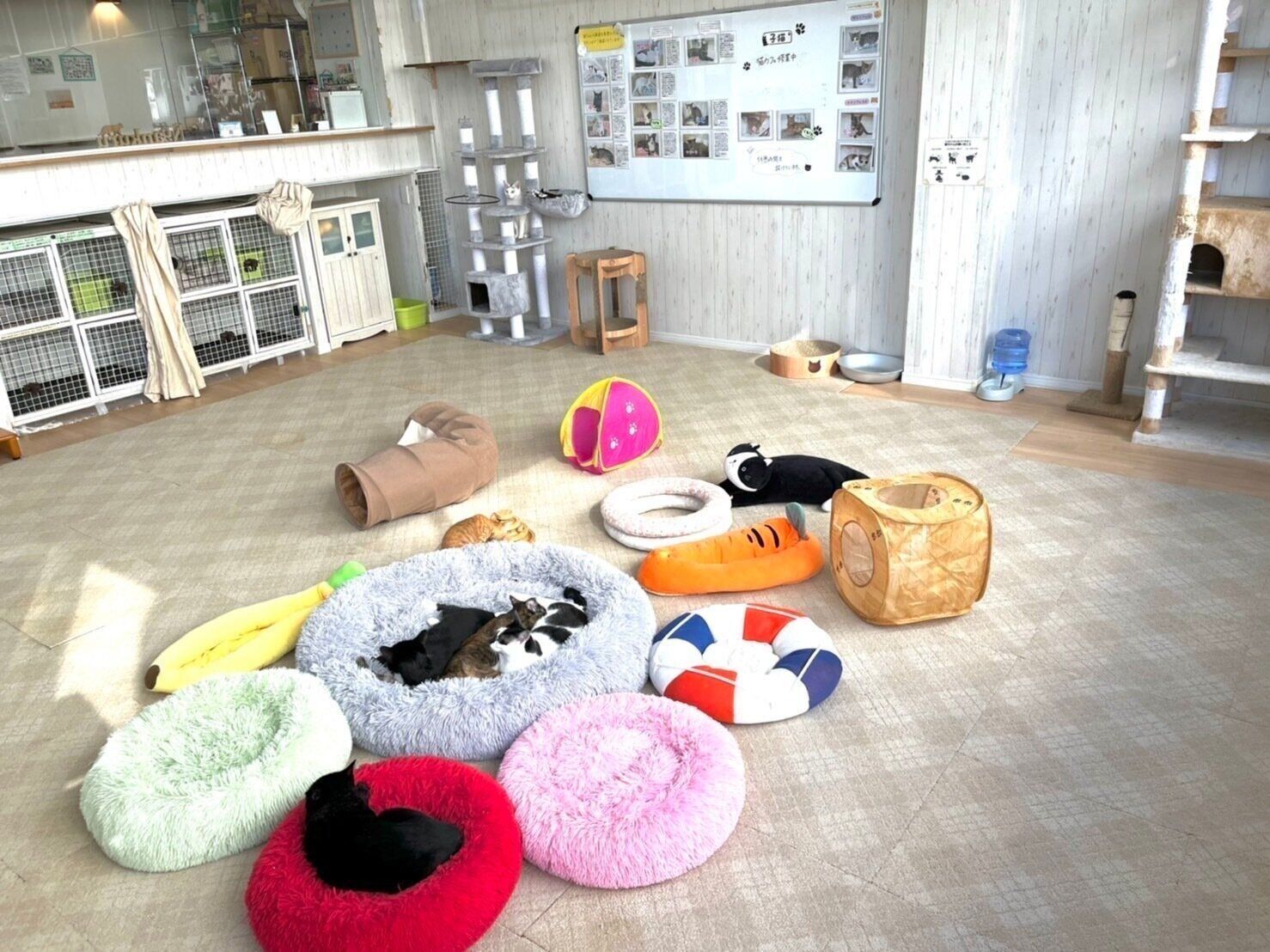 ドリンクはガラス越しに猫たちを眺めながら