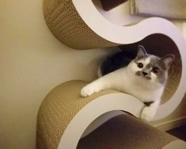 さかもとちゃん