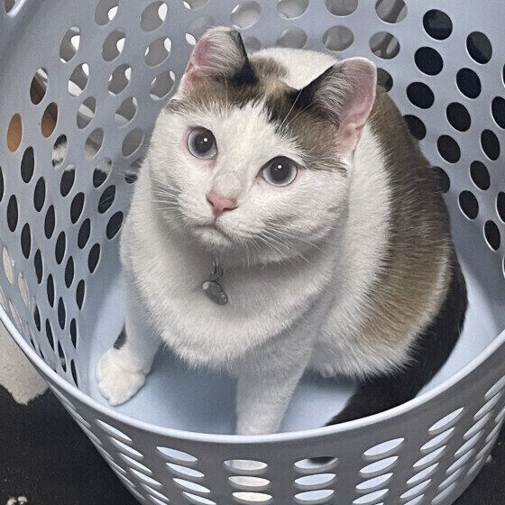 Mix（茶×白）のミルクちゃん♪