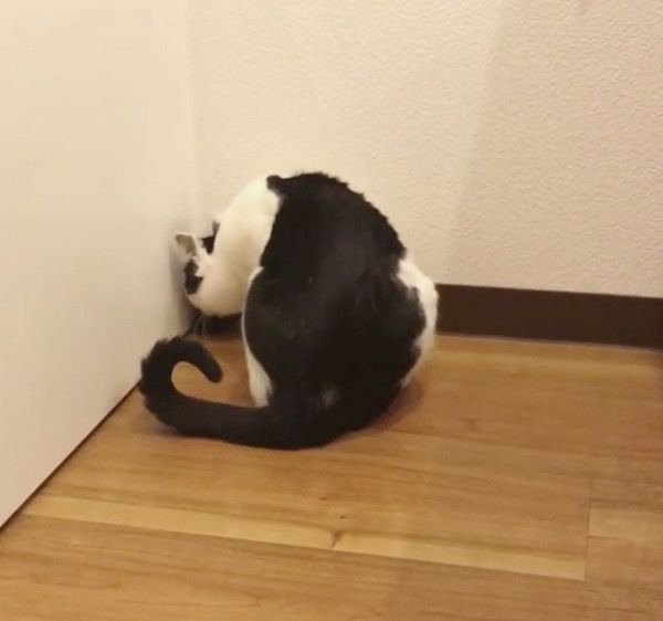 謎の遊びをする猫