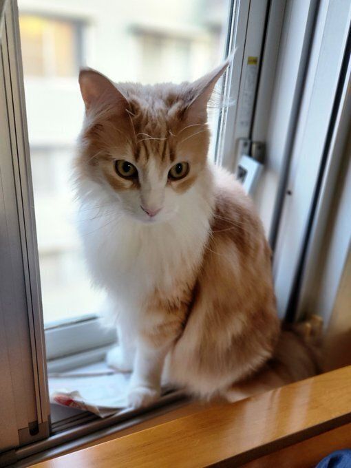 窓辺に座るメインクーン