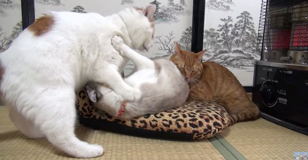 ストーブ合戦する猫たち