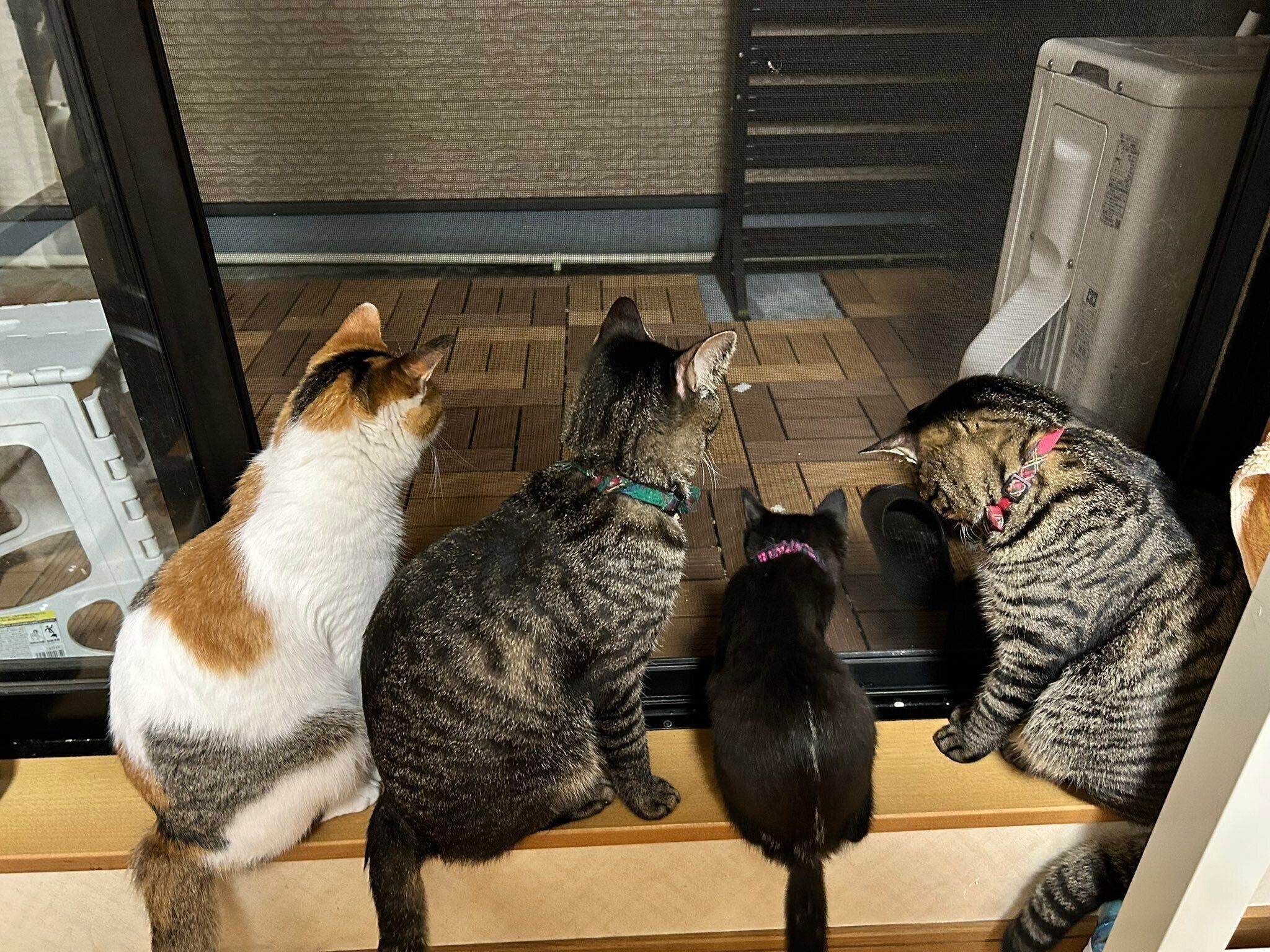 先住猫たちとともに外を眺めるハロちゃん