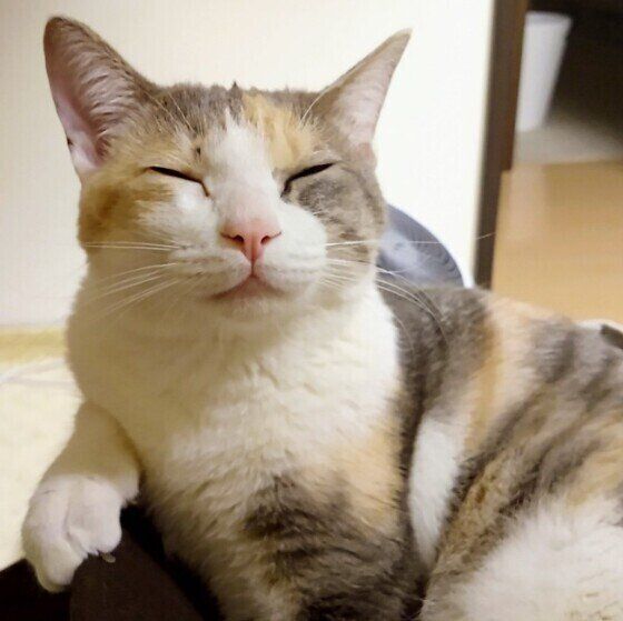 MIXミケのももちゃん