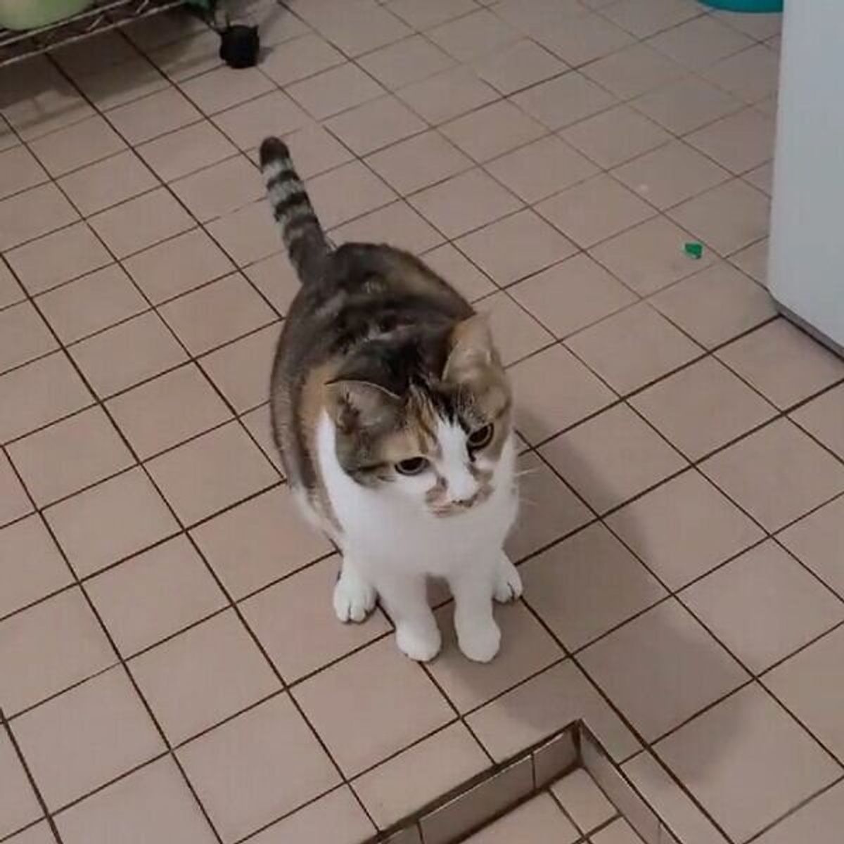 おやつだと思ったら 入浴剤 だった 驚きのあまり二度見する猫がおもしろ可愛い ねこのきもちweb Magazine おやつだと思ったら 入浴剤 だった 驚きのあまり二度見する猫がおもしろ可愛い ねこのきもちweb Magazine