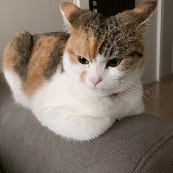 イカ耳のマンチカン