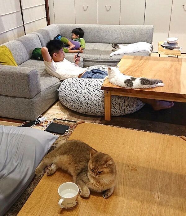 のんびりくつろぐ猫たち