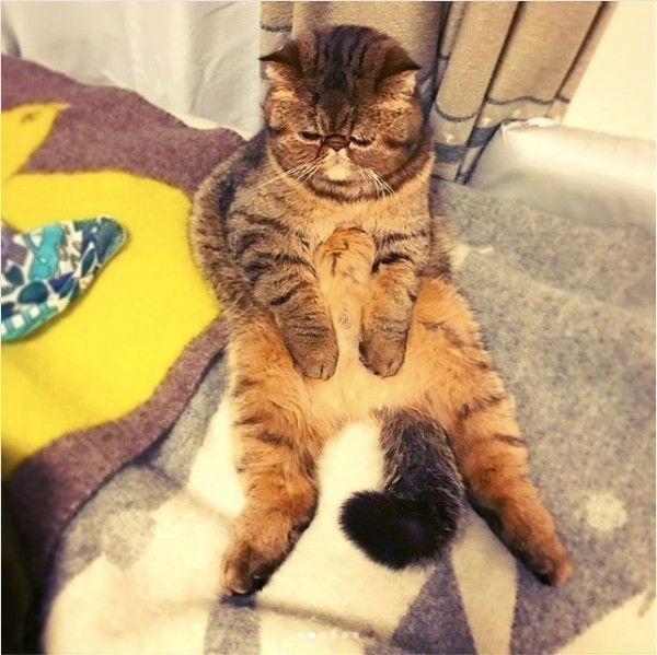 (ΦωΦ)抱っこちゃん♥エキゾチック♥抱っこ抱っこにゃん(ΦωΦ)猫♥ ΦωΦ)抱っこちゃん♥エキゾチック♥抱っこ抱っこにゃん(ΦωΦ)猫♥