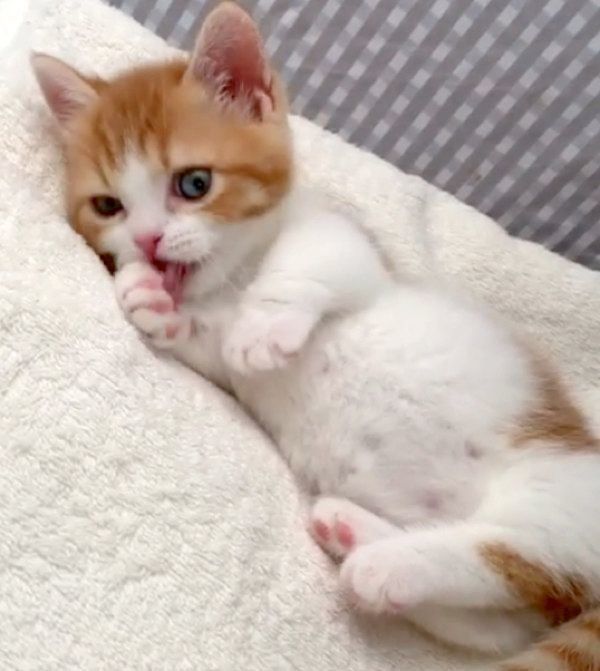 ごろごろするマンチカン