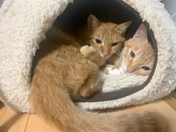 密着するツムくんとサムくん