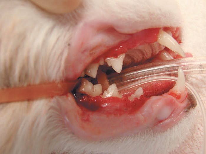 ねこのきもち2016年5月号