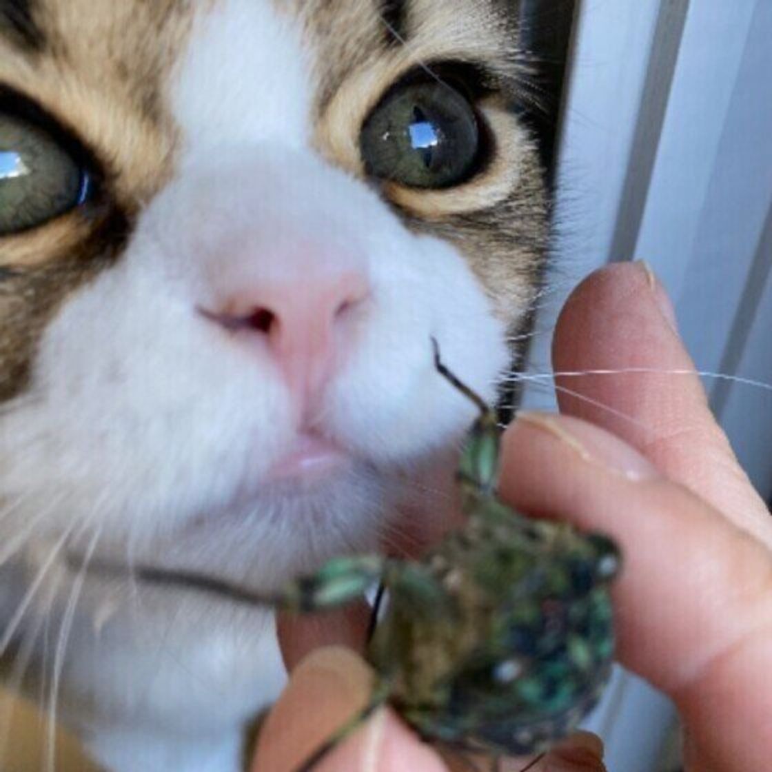 猫がセミやゴキブリなどの虫を食べるのはなぜ 食べても大丈夫 ねこのきもちweb Magazine 猫がセミやゴキブリなどの虫を食べるのはなぜ 食べても大丈夫 ねこのきもちweb Magazine