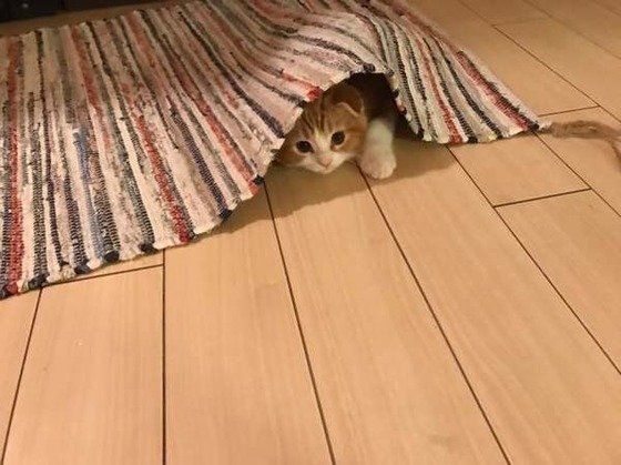 マットに隠れる猫
