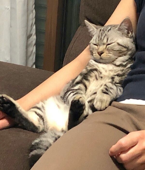 居心地バツグンの座椅子を見つけたおもちくん