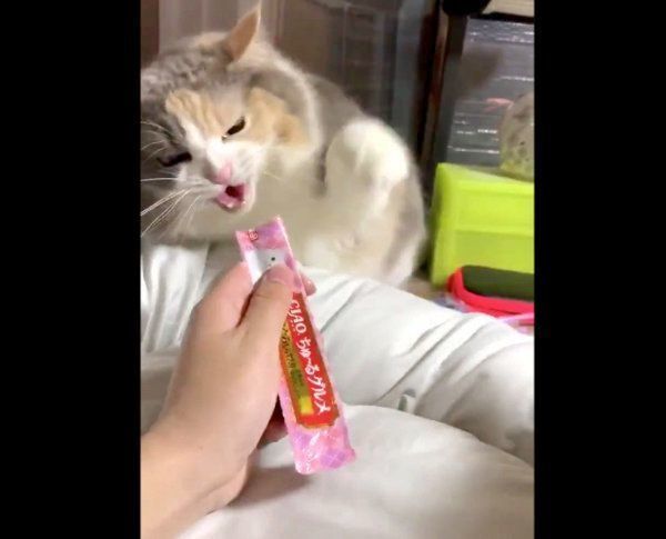 ちゅ〜るを食べるこのはちゃんとユキちゃん