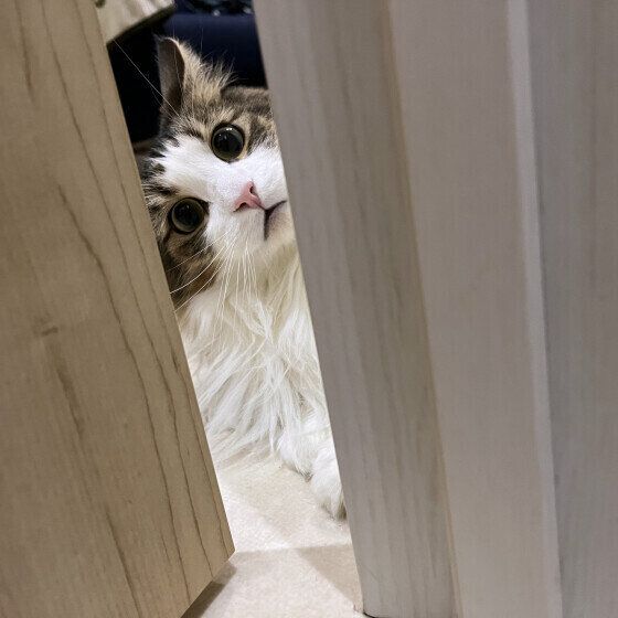 ノルウェージアンフォレストキャットのノアくん