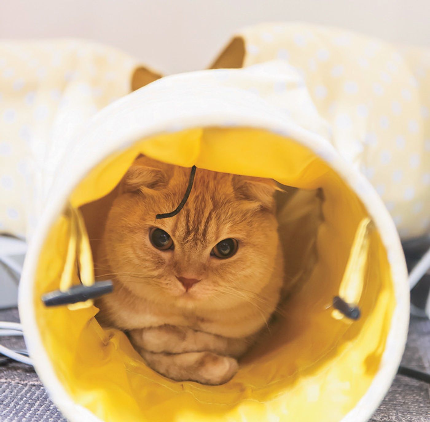 猫に会いに行こう ねこのきもちアプリユーザーが選ぶ人気の猫カフェ4 東京 ねこのきもちweb Magazine 猫に会いに行こう ねこのきもちアプリユーザーが選ぶ人気の猫カフェ4 東京 ねこのきもちweb Magazine